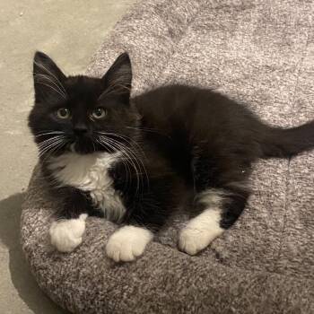 Viktor -  Domestic Medium Hair and Domestic Short Hair Cat for Adoption in Nampa, Idaho - Viktor | PetCurious