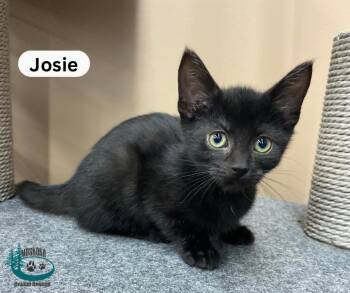 Josie -  Domestic Short Hair Cat for Adoption in Huntsville, Ontario - Josie | PetCurious