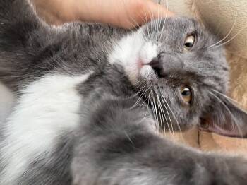 Eevee -  Domestic Short Hair Cat for Adoption in Albuquerque, New Mexico - Eevee | PetCurious