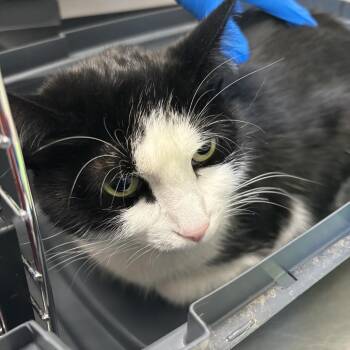 Jasmine -  Domestic Short Hair Cat for Adoption in Council Bluffs, Iowa - Jasmine | PetCurious