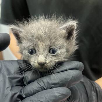 Corduroy -  Domestic Short Hair Cat Available for Adoption in Summerville, South Carolina - Corduroy | PetCurious