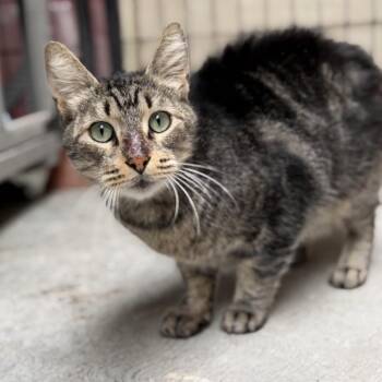 Sonny -  Domestic Short Hair Cat for Adoption in Long Beach, California - Sonny | PetCurious