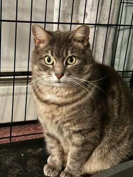 Domestic Short Hair Cats Available for Adoption - Enzo | PetCurious