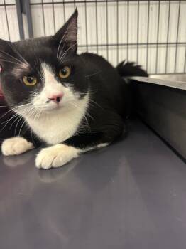 Rescue Domestic Short Hair Cats for Adoption in Rock Springs, Wyoming - Blender | PetCurious