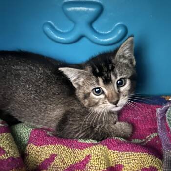 Domestic Short Hair Cats Available for Adoption in Chino Hills, California - Bobbi (C000-174) City Of Industry | PetCurious