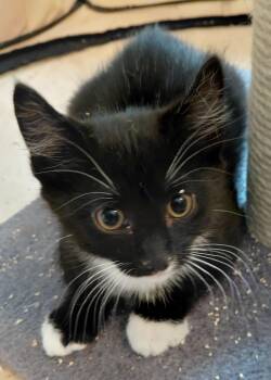 Domestic Short Hair Cats Available for Adoption in Landenberg, Pennsylvania - Sugar | PetCurious
