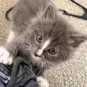Spike -  Domestic Medium Hair Cat Available for Adoption in San Diego, California - Spike | PetCurious
