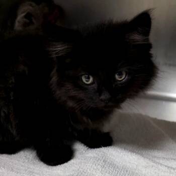 Mousse -  Domestic Short Hair Cat for Adoption in Goleta, California - Mousse | PetCurious