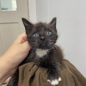 Tito -  Domestic Short Hair Cat for Adoption in Franklin, North Carolina - Tito | PetCurious