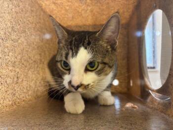 Sweety Pea -  Domestic Short Hair Cat for Adoption in Raleigh, North Carolina - Sweety Pea | PetCurious