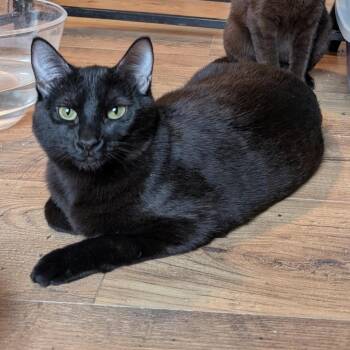 Domestic Short Hair Cats Available for Adoption in Los Altos, California - AJ (Young Female Cat) | PetCurious