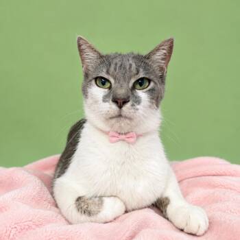Gallium -  Domestic Short Hair Cat for Adoption in Binghamton, New York - Gallium | PetCurious