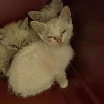 Amalfi -  Domestic Short Hair and Siamese Cat for Adoption in Charlottesville, Virginia - Amalfi | PetCurious