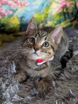 Raphael -  Domestic Short Hair and Tabby Cat for Adoption in Fremont, California - Raphael | PetCurious