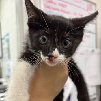 Phoenix -  Domestic Short Hair Cat for Adoption in Gloucester, Virginia - Phoenix | PetCurious