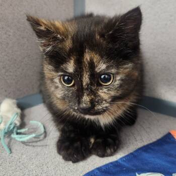 Rescue Domestic Medium Hair Cats for Adoption in North Battleford, Saskatchewan - Pepper | PetCurious