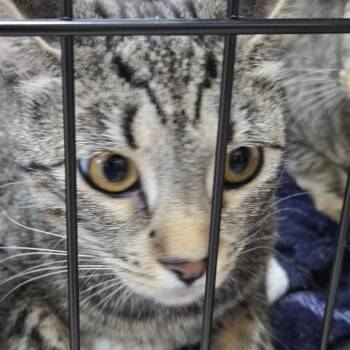 Domestic Short Hair Cats Available for Adoption in Newark, New Jersey - Star | PetCurious