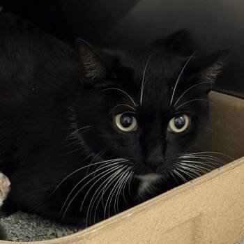 Domestic Short Hair Cats Available for Adoption in Austin, Texas - Triceratops | PetCurious