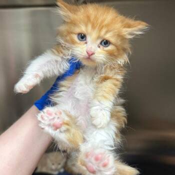 Pumpkin -  Domestic Medium Hair Cat for Adoption in Birmingham, Alabama - Pumpkin | PetCurious