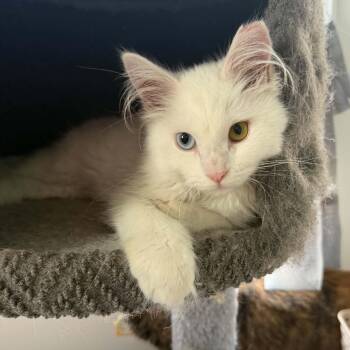 Lorelai -  Domestic Long Hair Cat for Adoption - Lorelai | PetCurious