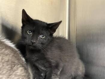 Domestic Short Hair Cats Available for Adoption in Tustin, California - SELENITE | PetCurious