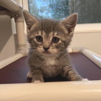 Pawdrey Heppurrn -  Domestic Short Hair Cat for Adoption in Brighton, Missouri - Pawdrey Heppurrn | PetCurious