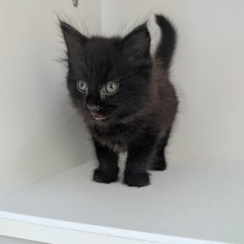 July -  Domestic Short Hair Cat for Adoption in Greensboro, North Carolina - July | PetCurious