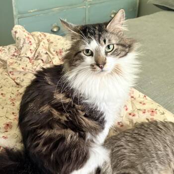Kirk -  Domestic Long Hair Cat for Adoption in Fredericton, New Brunswick - Kirk | PetCurious