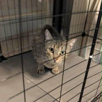 Swettie-Pie Kinsey- BARN CAT -  Domestic Short Hair Cat for Adoption in Little Mountain, South Carolina - Swettie-Pie Kinsey- BARN CAT | PetCurious