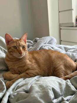 Rescue Tabby Cats for Adoption in Newmarket, Ontario - Samba | PetCurious