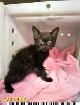 HAAL -  Domestic Short Hair Cat for Adoption in West Palm Beach, Florida - HAAL | PetCurious
