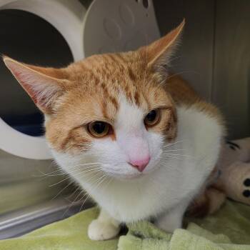 Domestic Short Hair Cats Available for Adoption in Burlington, Ontario - Tyson | PetCurious