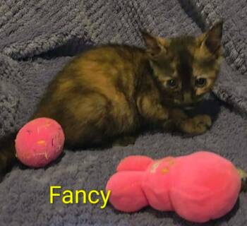 Fancy -  Calico and Domestic Short Hair Cat for Adoption in Shrewsbury, Massachusetts - Fancy | PetCurious
