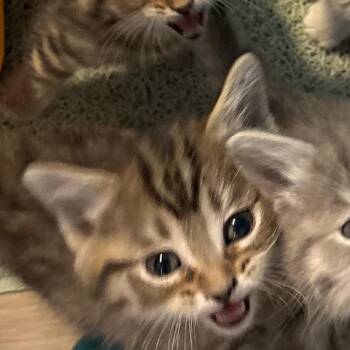 Tupi - Pink lt grey tabby (bigger) -  Domestic Short Hair Cat Available for Adoption in Greenfield, Indiana - Tupi - Pink Lt Grey Tabby (bigger) | PetCurious