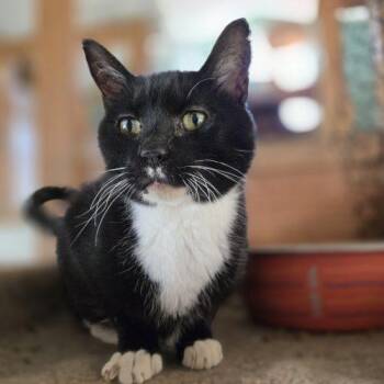 Parson -  Tuxedo and Domestic Short Hair Cat for Adoption in Knoxville, Tennessee - Parson | PetCurious