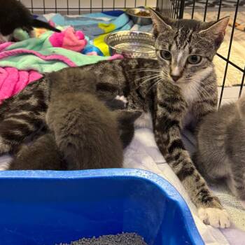 BRIE -  Domestic Short Hair Cat for Adoption in Kyle, Texas - BRIE | PetCurious