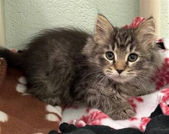 Domestic Short Hair Cats Available for Adoption - THOMAS | PetCurious