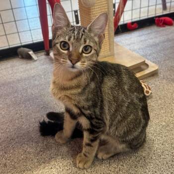 Bruno -  Domestic Short Hair Cat for Adoption in Sarasota, Florida - Bruno | PetCurious