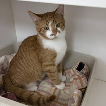 Morris (Bonded with Myrtle) -  Domestic Short Hair Cat for Adoption in Neillsville, Wisconsin - Morris (Bonded With Myrtle) | PetCurious
