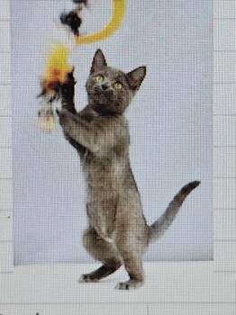 Domestic Short Hair Cats Available for Adoption in Cincinnati, Ohio - Smoke | PetCurious