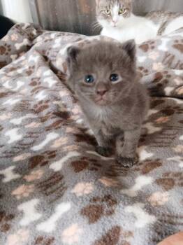 TIRA -  Domestic Short Hair Cat for Adoption in Seymour, Indiana - TIRA | PetCurious