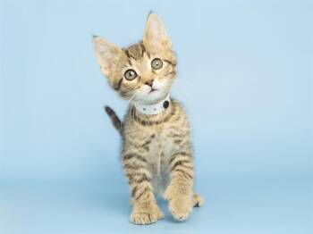 Domestic Short Hair Cats Available for Adoption in Phoenix, Arizona - BLACKJACK | PetCurious