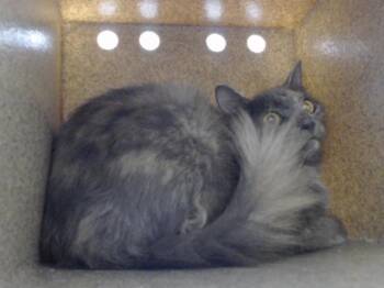 Rescue Domestic Long Hair Cats for Adoption in Orlando, Florida - A580907 | PetCurious