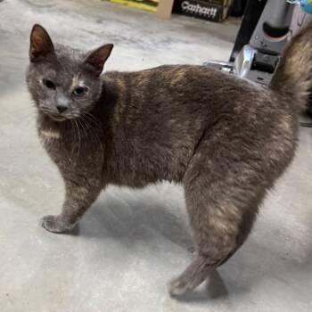 Dilute Calico Cats Available for Adoption in Pasco, Washington - Silver | PetCurious