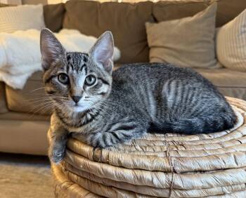 Prongs -  Tabby and Domestic Short Hair Cat for Adoption in Dublin, Ohio - Prongs | PetCurious