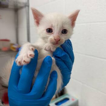Danny Rand -  Domestic Short Hair Cat for Adoption in Edinburg, Texas - Danny Rand | PetCurious