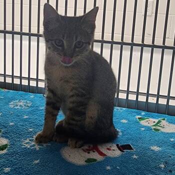 Spruce -  Domestic Short Hair Cat Available for Adoption in Allen, Texas - Spruce | PetCurious