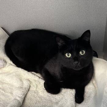Batman -  Domestic Short Hair Cat for Adoption in Davenport, Iowa - Batman | PetCurious