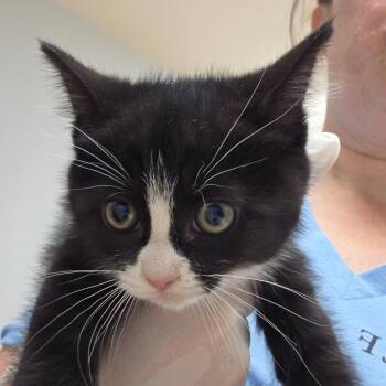 Liberty -  Domestic Medium Hair Cat for Adoption in Buellton, California - Liberty | PetCurious