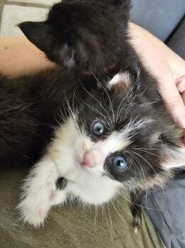 Ruby -  Domestic Short Hair Cat for Adoption in Fruit Heights, Utah - Ruby | PetCurious